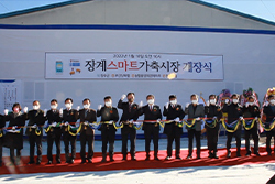 장계 스마트가축시장 개장